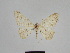  (Gnophos hissariensis - SE MNC Lep 00967)  @13 [ ] Copyright (2011) Sven Erlacher Museum of Natural History Chemnitz