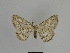  ( - SE MNC Lep 00971)  @12 [ ] Copyright (2011) Sven Erlacher Museum of Natural History Chemnitz