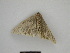  ( - SE MNC Lep 00972)  @12 [ ] Copyright (2011) Sven Erlacher Museum of Natural History Chemnitz