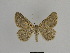  ( - SE MNC Lep 00974)  @12 [ ] Copyright (2011) Sven Erlacher Museum of Natural History Chemnitz