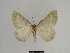  ( - SE MNC Lep 00974)  @12 [ ] Copyright (2011) Sven Erlacher Museum of Natural History Chemnitz