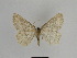  ( - SE MNC Lep 00975)  @14 [ ] Copyright (2011) Sven Erlacher Museum of Natural History Chemnitz