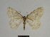  ( - SE MNC Lep 00976)  @13 [ ] Copyright (2011) Sven Erlacher Museum of Natural History Chemnitz