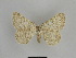  ( - SE MNC Lep 00980)  @13 [ ] Copyright (2011) Sven Erlacher Museum of Natural History Chemnitz