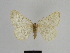 ( - SE MNC Lep 00980)  @13 [ ] Copyright (2011) Sven Erlacher Museum of Natural History Chemnitz
