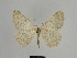  ( - SE MNC Lep 00982)  @14 [ ] Copyright (2011) Sven Erlacher Museum of Natural History Chemnitz