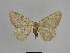  ( - SE MNC Lep 00983)  @14 [ ] Copyright (2011) Sven Erlacher Museum of Natural History Chemnitz