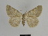  ( - SE MNC Lep 00984)  @14 [ ] Copyright (2011) Sven Erlacher Museum of Natural History Chemnitz