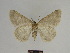  ( - SE MNC Lep 00984)  @12 [ ] Copyright (2011) Sven Erlacher Museum of Natural History Chemnitz