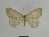  ( - SE MNC Lep 00985)  @14 [ ] Copyright (2011) Sven Erlacher Museum of Natural History Chemnitz