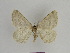  ( - SE MNC Lep 00986)  @14 [ ] Copyright (2011) Sven Erlacher Museum of Natural History Chemnitz