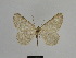  ( - SE MNC Lep 00987)  @13 [ ] Copyright (2011) Sven Erlacher Museum of Natural History Chemnitz