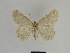  ( - SE MNC Lep 00988)  @12 [ ] Copyright (2011) Sven Erlacher Museum of Natural History Chemnitz