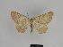  ( - SE MNC Lep 00989)  @12 [ ] Copyright (2011) Sven Erlacher Museum of Natural History Chemnitz