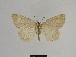  ( - SE MNC Lep 00989)  @12 [ ] Copyright (2011) Sven Erlacher Museum of Natural History Chemnitz