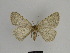  ( - SE MNC Lep 00990)  @13 [ ] Copyright (2011) Sven Erlacher Museum of Natural History Chemnitz