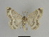  ( - SE MNC Lep 00991)  @13 [ ] Copyright (2011) Sven Erlacher Museum of Natural History Chemnitz