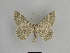  ( - SE MNC Lep 00992)  @14 [ ] Copyright (2011) Sven Erlacher Museum of Natural History Chemnitz
