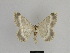  ( - SE MNC Lep 00992)  @13 [ ] Copyright (2011) Sven Erlacher Museum of Natural History Chemnitz