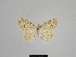  (Charissa aliquantaria - SE MNC Lep 01011)  @11 [ ] Copyright (2011) Sven Erlacher Museum of Natural History Chemnitz