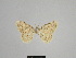  ( - SE MNC Lep 01012)  @11 [ ] Copyright (2011) Sven Erlacher Museum of Natural History Chemnitz