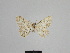  ( - SE MNC Lep 01013)  @11 [ ] Copyright (2011) Sven Erlacher Museum of Natural History Chemnitz