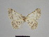 (Charissa skoui - SE MNC Lep 01014)  @13 [ ] Copyright (2011) Sven Erlacher Museum of Natural History Chemnitz