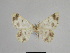  ( - SE MNC Lep 01014)  @12 [ ] Copyright (2011) Sven Erlacher Museum of Natural History Chemnitz