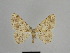  ( - SE MNC Lep 01016)  @11 [ ] Copyright (2011) Sven Erlacher Museum of Natural History Chemnitz