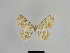  (Gnophos amseli - SE MNC Lep 01020)  @13 [ ] Copyright (2011) Sven Erlacher Museum of Natural History Chemnitz