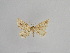  ( - SE MNC Lep 01027)  @13 [ ] Copyright (2011) Sven Erlacher Museum of Natural History Chemnitz