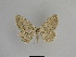  ( - SE MNC Lep 01029)  @13 [ ] Copyright (2011) Sven Erlacher Museum of Natural History Chemnitz