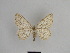  ( - SE MNC Lep 01032)  @11 [ ] Copyright (2011) Sven Erlacher Museum of Natural History Chemnitz