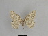 ( - SE MNC Lep 01037)  @12 [ ] Copyright (2011) Sven Erlacher Museum of Natural History Chemnitz