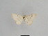  ( - SE MNC Lep 01039)  @11 [ ] Copyright (2011) Sven Erlacher Museum of Natural History Chemnitz