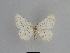  ( - SE MNC Lep 01040)  @11 [ ] Copyright (2011) Sven Erlacher Museum of Natural History Chemnitz