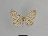  ( - SE MNC Lep 01042)  @12 [ ] Copyright (2011) Sven Erlacher Museum of Natural History Chemnitz