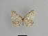  ( - SE MNC Lep 01043)  @11 [ ] Copyright (2011) Sven Erlacher Museum of Natural History Chemnitz
