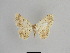  ( - SE MNC Lep 01044)  @11 [ ] Copyright (2011) Sven Erlacher Museum of Natural History Chemnitz