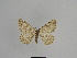  ( - SE MNC Lep 01048)  @11 [ ] Copyright (2011) Sven Erlacher Museum of Natural History Chemnitz