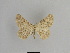  ( - SE MNC Lep 01049)  @12 [ ] Copyright (2011) Sven Erlacher Museum of Natural History Chemnitz