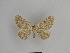  ( - SE MNC Lep 01050)  @12 [ ] Copyright (2011) Sven Erlacher Museum of Natural History Chemnitz