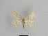  ( - SE MNC Lep 01051)  @12 [ ] Copyright (2011) Sven Erlacher Museum of Natural History Chemnitz