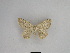  ( - SE MNC Lep 01053)  @13 [ ] Copyright (2011) Sven Erlacher Museum of Natural History Chemnitz