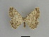  ( - SE MNC Lep 01060)  @14 [ ] Copyright (2011) Sven Erlacher Museum of Natural History Chemnitz