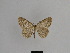  (Charissa agnitaria - SE MNC Lep 01061)  @13 [ ] Copyright (2011) Sven Erlacher Museum of Natural History Chemnitz