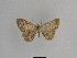  ( - SE MNC Lep 01062)  @13 [ ] Copyright (2011) Sven Erlacher Museum of Natural History Chemnitz