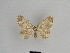  ( - SE MNC Lep 01063)  @12 [ ] Copyright (2011) Sven Erlacher Museum of Natural History Chemnitz