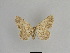  ( - SE MNC Lep 01064)  @12 [ ] Copyright (2011) Sven Erlacher Museum of Natural History Chemnitz