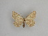  (Gnophos difficilis - SE MNC Lep 01065)  @12 [ ] Copyright (2011) Sven Erlacher Museum of Natural History Chemnitz